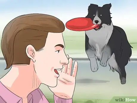 Imagen titulada Train Border Collies Step 16
