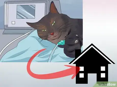 Imagen titulada Treat Feline Cancer Step 13