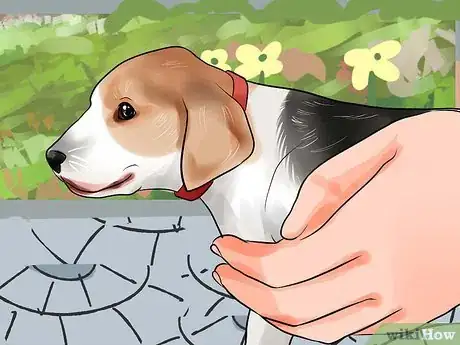 Imagen titulada Pick Up a Puppy Step 1