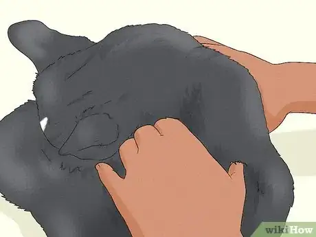 Imagen titulada Give Your Cat a Massage Step 17