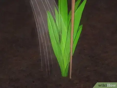 Imagen titulada Grow Freesias Step 8
