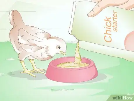 Imagen titulada Care for a Chick Step 15