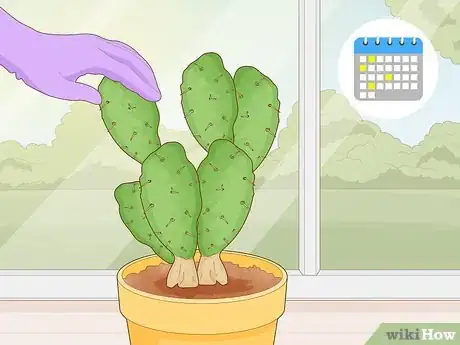 Imagen titulada Get Rid of Cactus Bugs Step 12