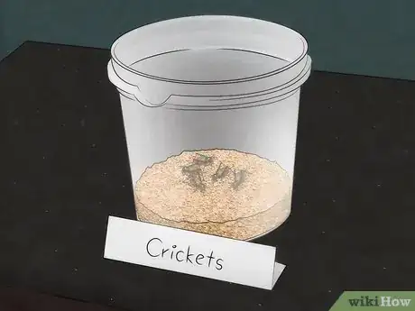 Imagen titulada Care for Live Crickets for Reptiles Step 10