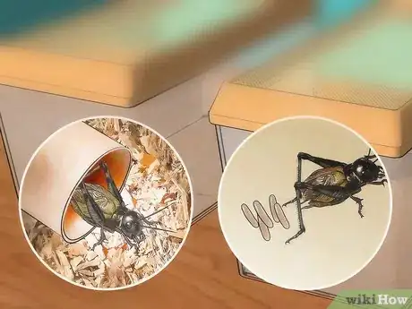 Imagen titulada Care for Live Crickets for Reptiles Step 15