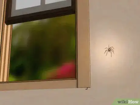 Imagen titulada Get Spiders Out of Your House Without Killing Them Step 1