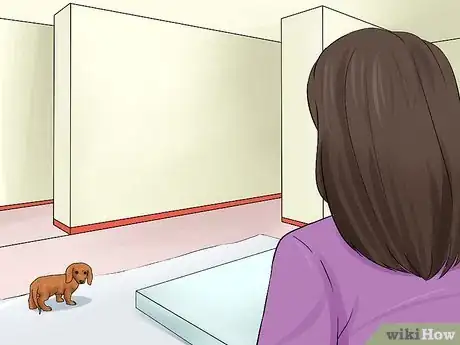 Imagen titulada Train Dachshunds Step 1