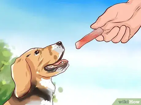 Imagen titulada Train Beagles Step 4