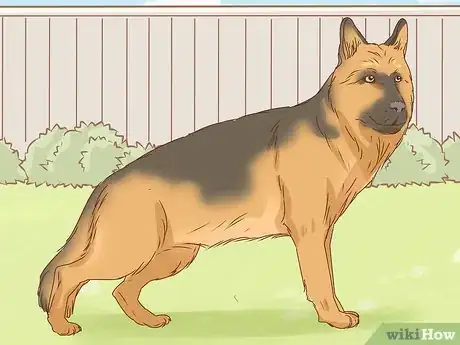 Imagen titulada Identify a German Shepherd Step 4