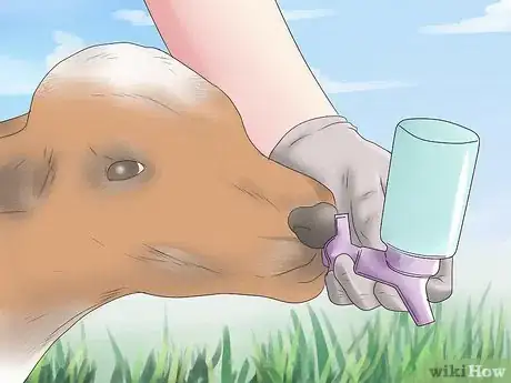 Imagen titulada Diagnose and Treat Scours in Calves Step 6