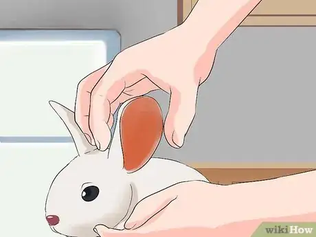 Imagen titulada Clean Your Rabbit's Ears Step 5