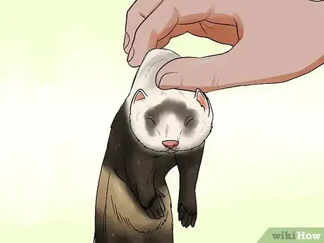 Imagen titulada Train a Ferret Not to Bite Step 1