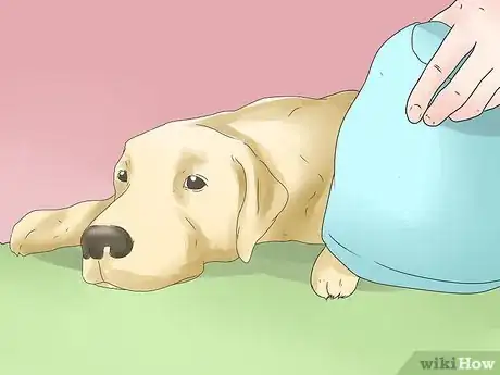 Imagen titulada Spot Dog Seizure Symptoms Step 3