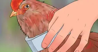 evitar que un gallo cante