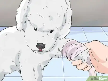 Imagen titulada Treat Anemia in Dogs Step 8