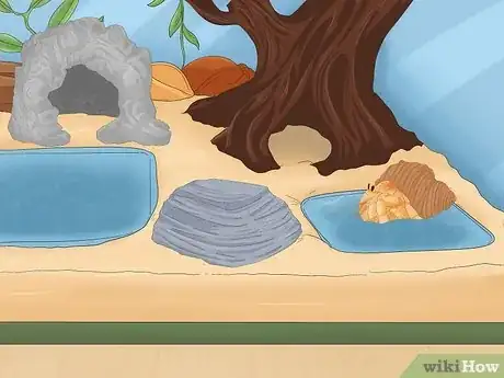 Imagen titulada Care for a Marine Hermit Crab Step 4
