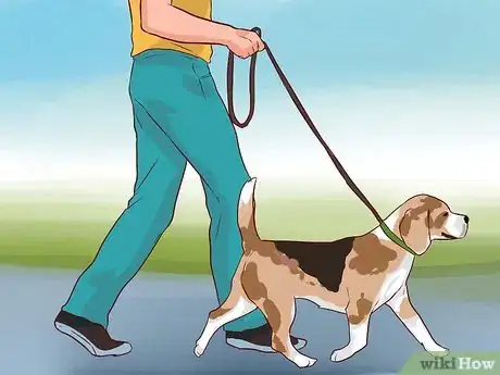 Imagen titulada Train Beagles Step 2