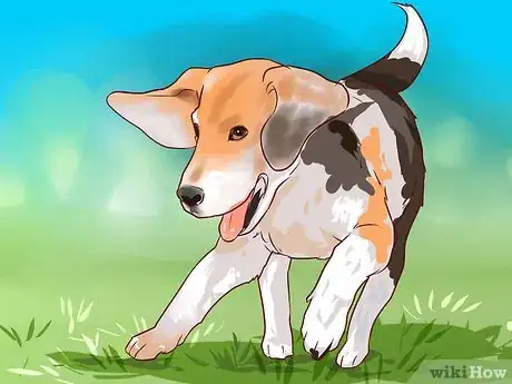 Imagen titulada Train Beagles Step 1
