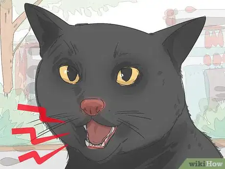 Imagen titulada Identify a Bombay Cat Step 6