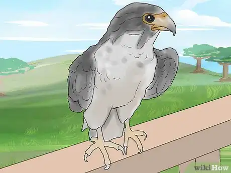 Imagen titulada Catch Pigeons Step 6