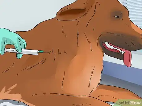 Imagen titulada Treat Anemia in Dogs Step 6