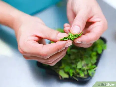 Imagen titulada Make Mint Tea Step 2