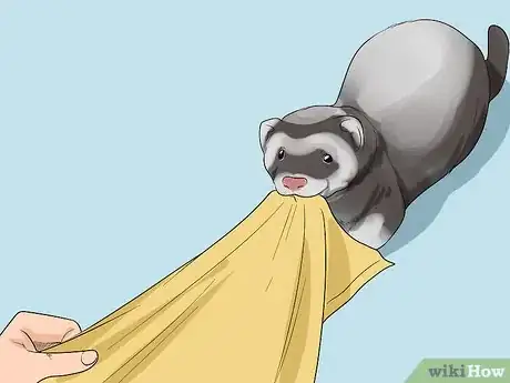 Imagen titulada Keep a Single Ferret Happy Step 2