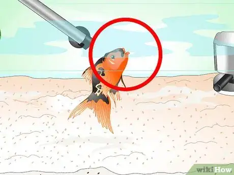 Imagen titulada Save a Dying Goldfish Step 5