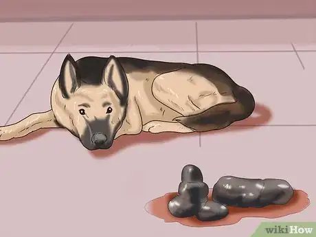 Imagen titulada Treat Anemia in Dogs Step 7