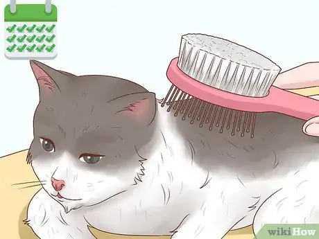 Imagen titulada Bathe a Cat Without Water Step 12