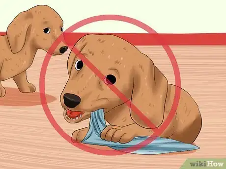 Imagen titulada Train Dachshunds Step 4