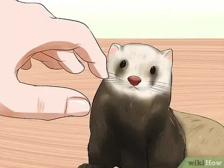 Imagen titulada Train a Ferret Not to Bite Step 7
