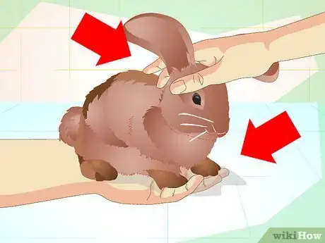 Imagen titulada Make Your Bunny Come to You when You Open the Cage Step 11