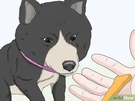 Imagen titulada Teach Your Dog to Drop It Step 11