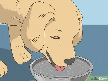 Imagen titulada Care for a Sick Dog Step 5