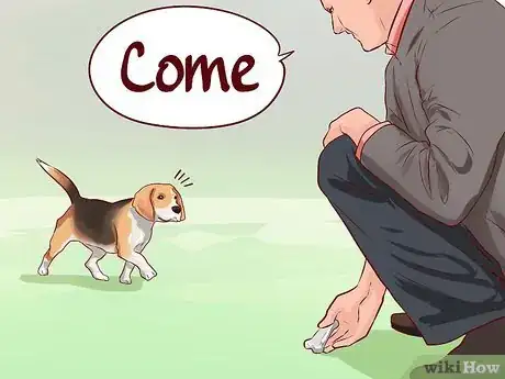 Imagen titulada Train Beagles Step 9