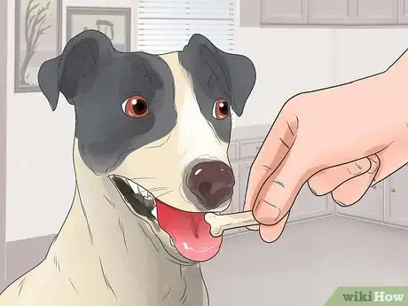 Imagen titulada Teach Your Dog Tricks Step 1