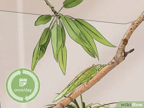 Imagen titulada Take Care of a Katydid Insect Step 7