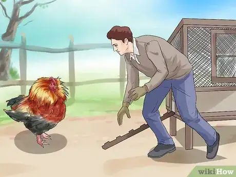 Imagen titulada Protect Yourself from an Attacking Rooster Step 8