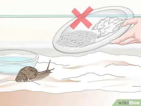 Imagen titulada Feed a Land Snail Step 8