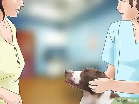 Imagen titulada Keep Flies Off Dogs Step 14