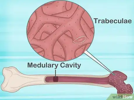 Imagen titulada Identify Human Bones Step 15