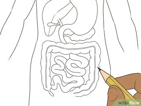 Imagen titulada Draw a Model of the Digestive System Step 10
