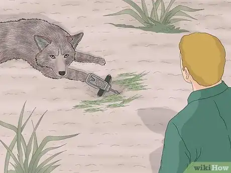 Imagen titulada Make a Coyote Trap Step 17