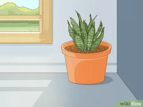 Imagen titulada Care for a Sansevieria or Snake Plant Step 6