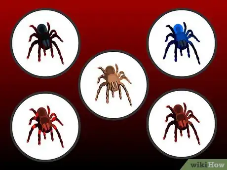 Imagen titulada Pick a Pet Tarantula Step 2