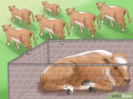 Imagen titulada Diagnose and Treat Scours in Calves Step 5