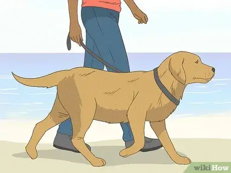 Imagen titulada Tell Your Dog No Step 8