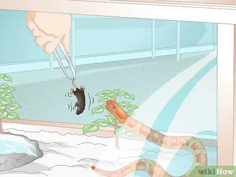 Imagen titulada Feed a Corn Snake Step 8