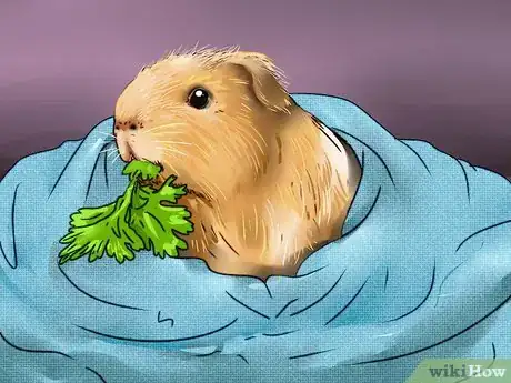 Imagen titulada Cut Guinea Pig Claws Step 8